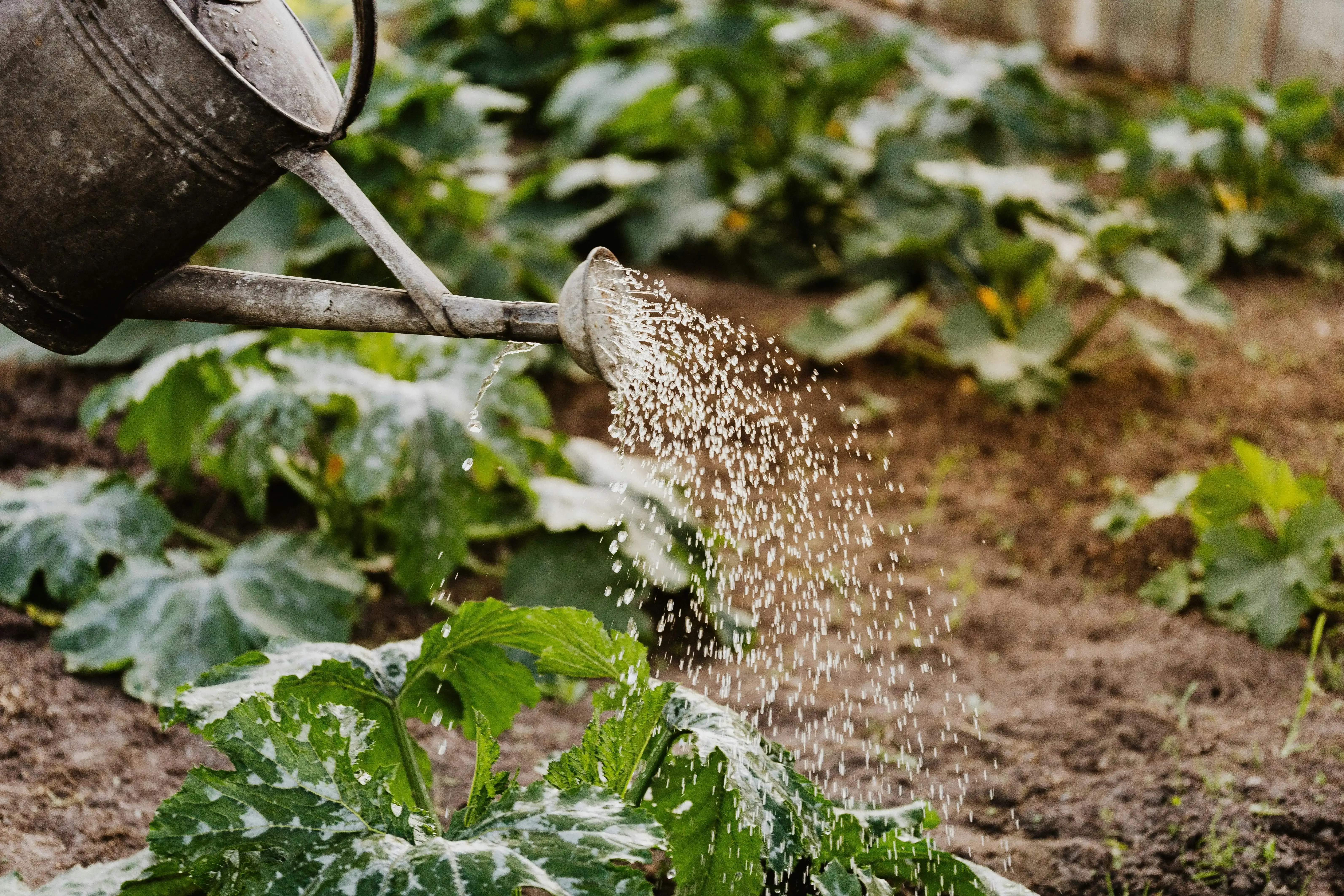 Watering & irrigation