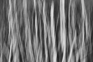 Greige Yarns