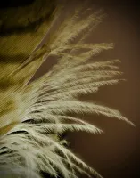 Stuffing Down, Feather