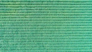 Semi-Synthetic Fibers