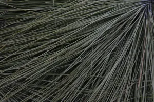 Other Plant Based Fibers
